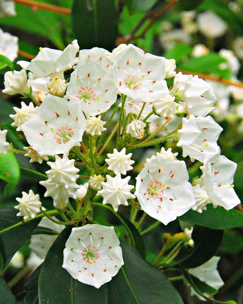 Pennsylvania State Flower, Clearfield Pennsylvania, Heart Of The Sun Warrior, Mountain Laurels, Personal Coat Of Arms, Laurel Tattoo, Low Maintenance Perennials, Laurel Flower, Tattoo Mountain