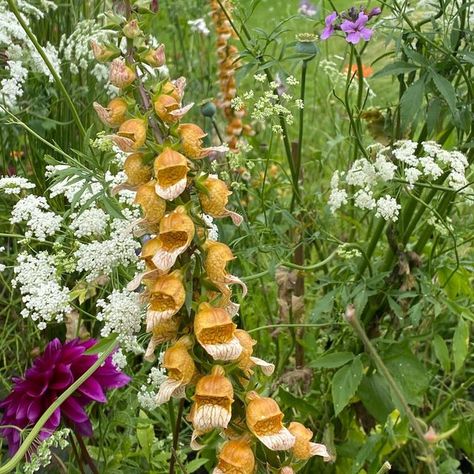 Clare Foster on Instagram: "Bit obsessed by perennial foxgloves at the moment. Here are my current favourites: 1. Digitalis ferruginea, rusty orange, but look closer and you’ll see the delicate veining to the petals and flowers like little bronze helmets. 2. Weird and wonderful D. parviflora, cinnamon brown, quite stiff and straight. And 3. the gorgeous, subtle, pale yellow D. grandiflora, which has begun to spread itself gently round my garden. Read about them in a blog post, link in profile. # Digitalis Ferruginea, Cinnamon Brown, Rusty Orange, Weird And Wonderful, Plant Design, Pale Yellow, My Garden, Botany, Perennials