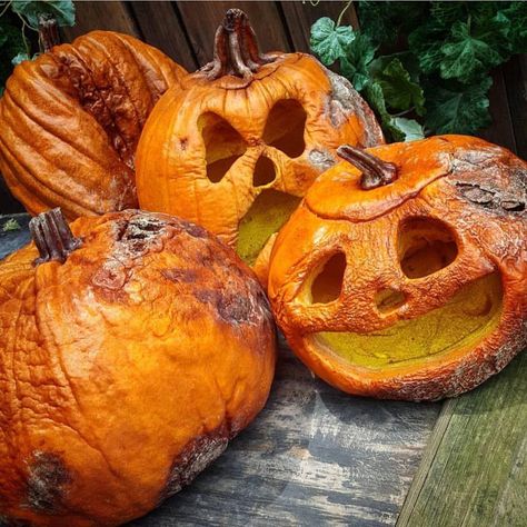 Rotting Jack O Lantern, Rotting Pumpkin Drawing, Decaying Pumpkin, Pumpkin Decomposition, Horror Plants, Rotting Pumpkin, Pumpkin Shoot, Rotten Pumpkin, Smashed Pumpkin