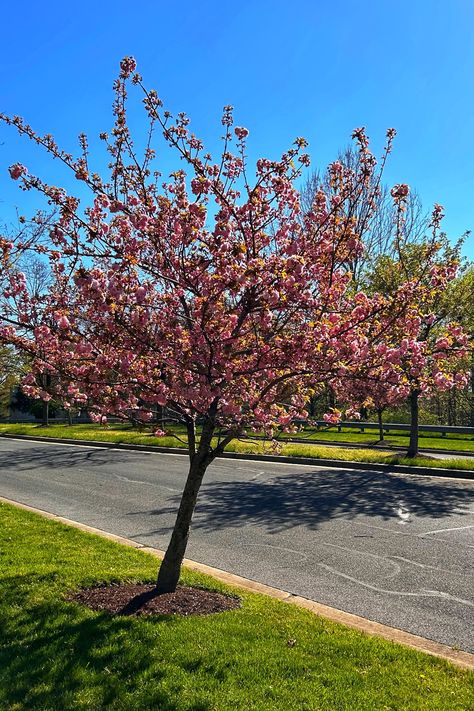 Ready to add a little pink magic to your yard? Discover the beauty of the Kwanzan cherry tree (Prunus serrulata 'Kanzan'). Pack your garden with vibrant, pink flowers that bloom in profusion. Perfect for those who love cherry blossoms. Ready to plant your very own flowering tree? Visit the blog for a complete guide now! Cherry Tree Backyard, Kwanza Cherry Tree, Kwanzaa Cherry Tree, Kanzan Cherry Blossom, Kanzan Cherry Tree, Kwanzan Cherry Tree, Spring Blooming Trees, Yoshino Cherry Tree, Spring Flowering Trees