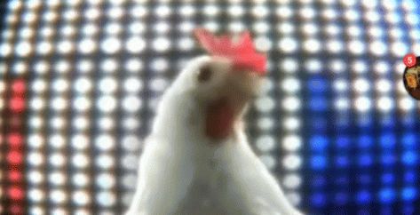 Chicken Dance GIF - Chicken Dance - Discover & Share GIFs Chicken Dance Gif, Odd Squad, Chicken Dance, Dance Gif, Best Video Ever, Dancing Animals, Perfect Chicken, Dancing Gif, Brain Breaks