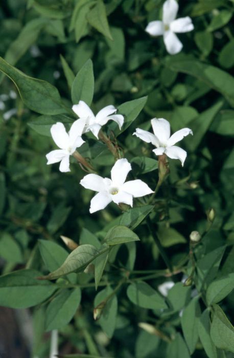 Jasmine Climber, Common Jasmine, Jasminum Officinale, Coast House, Orchid Show, Wildlife Garden, Plant Protection, Garden Types, Garden Plans