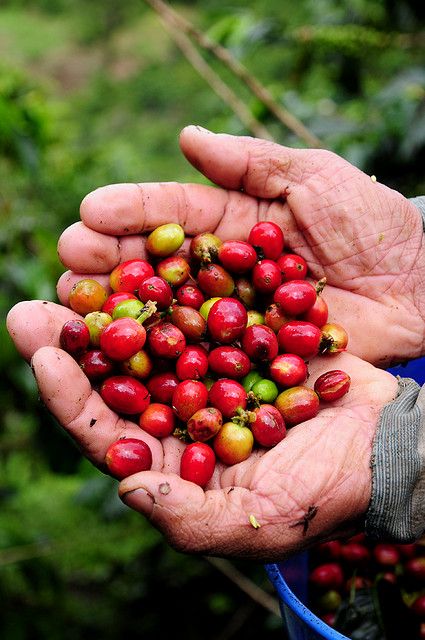 Coffee, Colombia. Coffee Sustainability, Permaculture Farm, Coffee Process, Coffee Review, Colombian Coffee, Coffee World, Coffee Farm, Environmental Sustainability, Roasted Coffee Beans