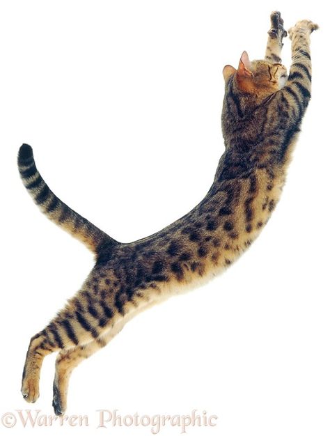 Type Of Cats, Cat Leaping, Different Types Of Cats, Snowshoe Cat, Cat Anatomy, Body Structure, Cat Reference, Kitty Images, Types Of Cats