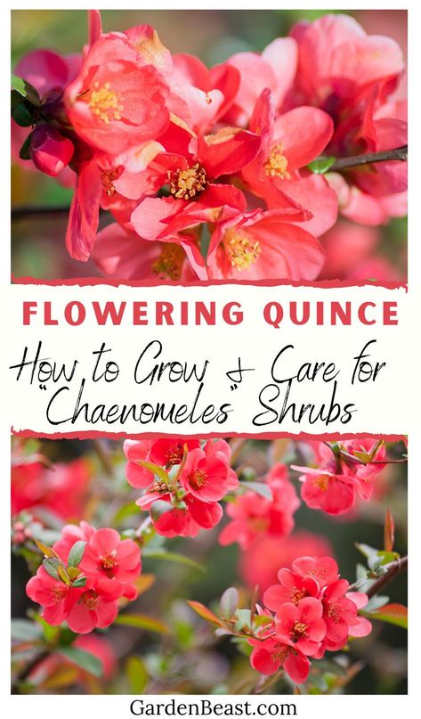 Chaenomeles, commonly referred to as Flowering Quince, Japanese Quince, or Japonica for hybrids, is a genus that contains species of spiny deciduous shrubs. Flowering quince plants belong to the Rosaceae family and are originated in regions of Southeast Asia | flowering quince bonsai | flowering quince landscape | flowering quince shrub care #floweringquince #floweringquinceplants Japanese Quince Shrub, Quince Plant Shrubs, Flowering Quince Shrub, Quince Plant, Quince Bush, Quince Shrub, Flowers Pots Ideas, Garden Layout Plan, Edible Hedge