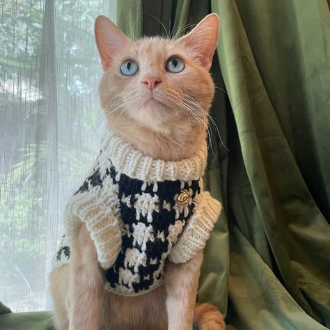 Cat Sweater Pattern, Crochet Dog Sweater, Pet Sweater, Cat Fashion, Pet Fashion, Silly Animals, Crochet Dog, Cat Accessories, Cat Costumes