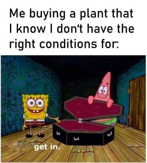 Plant Jokes, Meme Funny, Cute Memes, Plant Mom, Pretty Much, Plant Life, Best Memes, Bones Funny, Funny Images