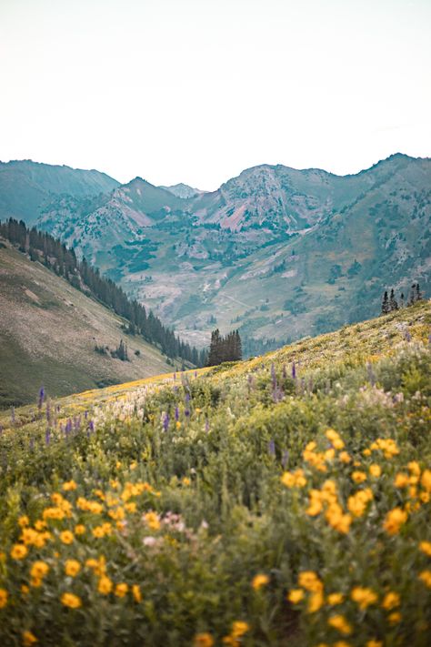 Albion Basin Utah, Albion Basin Photography, Kat Singleton, Snowbird Utah, Albion Basin, Utah Summer, Wildflowers Photography, Ogden Utah, Pretty Nature