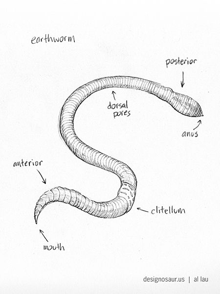 Labeled sketch of an earthworm. Earth Worm Tattoo, Earthworm Tattoo, Earthworm Drawing, Worm Sketch, Worm Drawing, Entomology Illustration, Biology Drawing, James And Giant Peach, Kindergarten Drawing