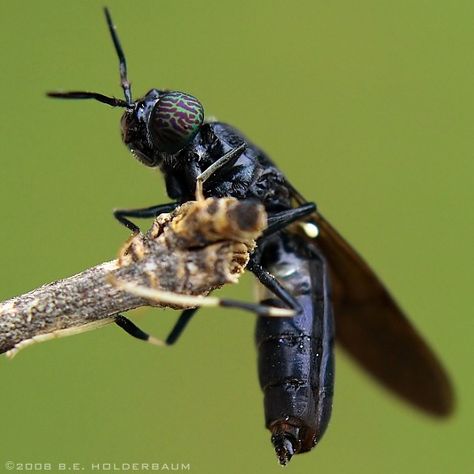 Black Soldier Fly - Hermetia illucens - male Black Insects, Black Soldier Fly, Livestock Feed, Farming System, Insect Photography, Biology Art, Insect Pest, Worm Farm, Energy Projects