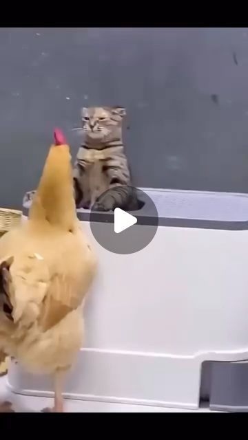 Cat cheese🧀 on Instagram: "#funny #funnyvideos #catfunny #cats #cat #catfun #catlovers #catholic" Animal Humour, Cat And Dog Videos, Image Chat, Bad Cats, Kitten Pictures, Funny Cats And Dogs, Cute Cat Gif, Instagram Beauty, Cute Funny Dogs