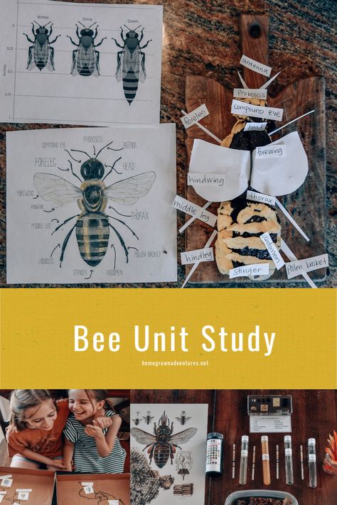 Bee Unit Study : 5 hands on learning ideas to do with your children when learning about bees. #bee #unitstudy #homeschool