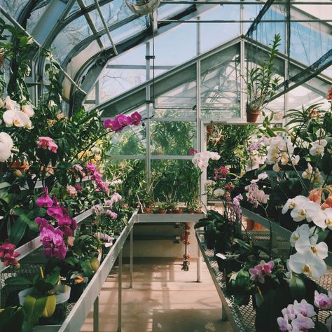 Horticulture Aesthetic, Diy Conservatory, Beautiful Shops, Beautiful Greenhouse, Bar Casa, Orchid Greenhouse, A Single Rose, Garden Goals, Orchids Garden