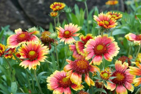 12 Best Salt-Tolerant Perennials - Garden Lovers Club Gaillardia Pulchella, Flowers That Attract Butterflies, Yellow Blanket, Northern Mexico, Florida Native Plants, Blanket Flower, American Meadows, Perennial Flower, Best Perennials