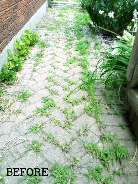 Weeds In Paver Patio, Brick And Grass Patio, How To Fix Brick Walkway, Weeds In Driveway Cracks, Grass And Stone Walkway, Weeds In Rock Landscaping, How To Get Rid Of Weeds Between Pavers, No Weeds Landscaping, Brick Pathway Ideas