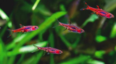 Chili Rasbora, Tropical Freshwater Fish, Aquatic Garden, Nano Aquarium, Tropical Aquarium, Freshwater Aquarium Fish, Live Fish, All Fish, Pet Fish