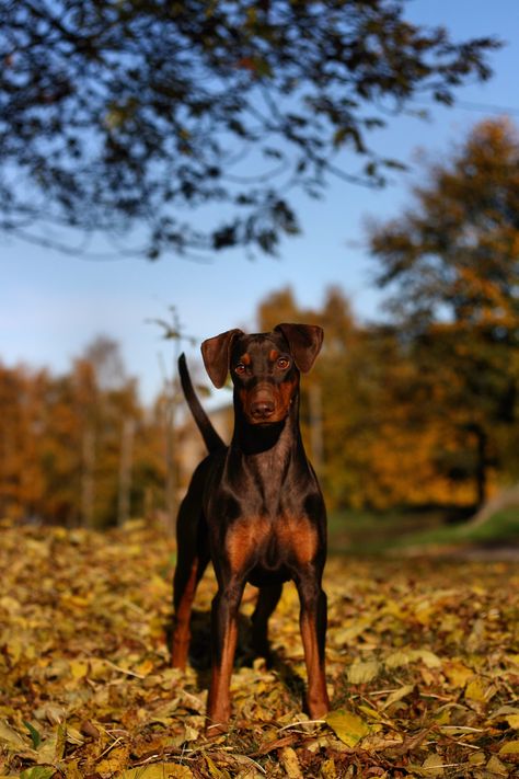 Ruby | Rare chocolate & tan German Pinscher | Hanna-Maria | Flickr German Pinscher, Rottweiler Love, Doberman Love, American Bully, Doberman, Rottweiler, Dog Breeds, Cute Dogs, Ruby