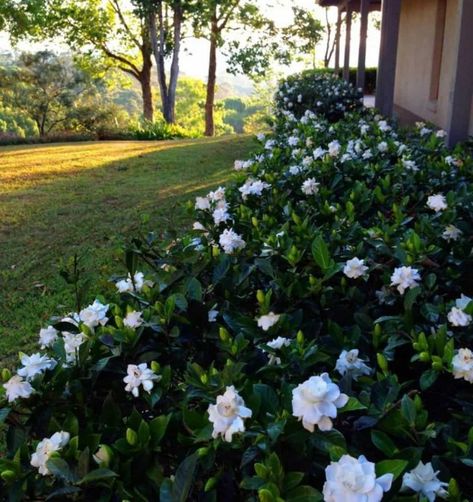 Outdoor Garden With Gardenia Plants : The Pretty Gardenia Outdoor Plants Monochromatic Garden, Maine Gardens, Gardenia Shrub, Gardenia Bush, Tree Landscaping, Gardenia Plant, Stunning Flowers, Shade Flowers, Garden Shrubs