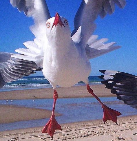 Animals Tattoo, Coastal Birds, Magical Nature, Nature Tour, Australian Birds, Funny Birds, Silly Animals, Pretty Birds, Sea Birds