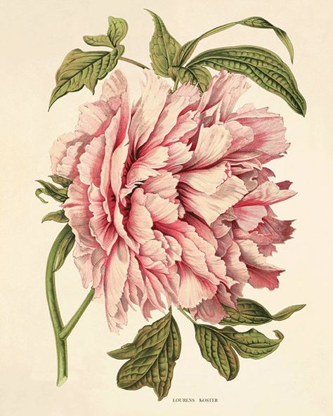 Art etc – LittleSpree - Antique Wall Art, Peony Art, Flower Art Print, Art Antique, Pink Peony, Botanical Prints, Flower Art, Art Print, Wall Art