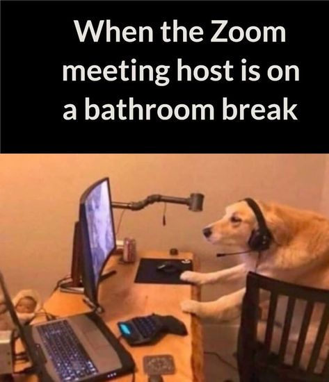 JW Memes on Instagram: “🐕” Jehovah's Witnesses Jokes, Jehovah Witness Humor, Jw Jokes, Jehovah's Witnesses Humor, Jw Memes, Jw Humor, Encouraging Thoughts, Jehovah Witness Quotes, Jehovah Witness