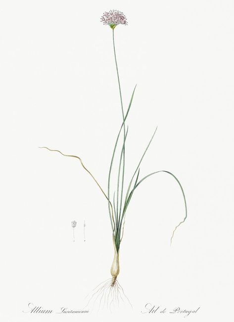 Download free image of Mountain garlic illustration from Les liliacées (1805) by Pierre Joseph Redouté (1759-1840). Original from New York Public Library. Digitally enhanced by rawpixel. about garlic, redoute, garlic floweries images, flower, and allium lusitanicum 502019 Garlic Illustration, Garlic Flower, Onion Flower, Tattoo Apprenticeship, Free Illustration Images, Wild Garlic, New York Public Library, Download Free Images, Botanical Illustration