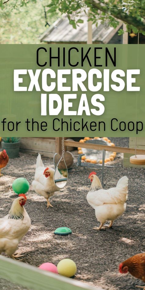 Chickens in a coop with colorful exercise toys like balls and swing perches. Text reads "Chicken Exercise Ideas for the Chicken Coop." Bright, playful scene. Winter Boredom Busters For Chickens, Diy Chicken Run Activities, Entertainment For Chickens, Chicken Stimulation, Chicken Coop Must Haves Ideas, Chicken Coop Activities, Chicken Coop Enrichment Ideas, Enrichment For Chickens, Chicken Coop Enrichment