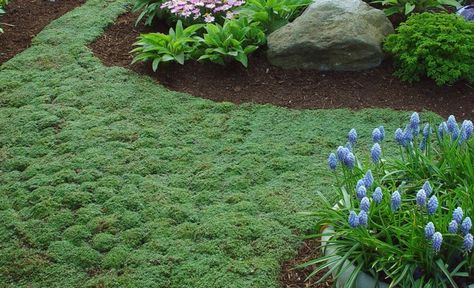 'Elfin' Thyme Heavy Foot Traffic Thymus serpyllum 'Elfin' Slow grower; full to part sun; pink flowers in summer; fragrant Thyme Plant, Lawn Alternatives, Ground Cover Plants, The Secret Garden, Small Garden Design, Ground Cover, Green Grass, Rock Garden, Dream Garden