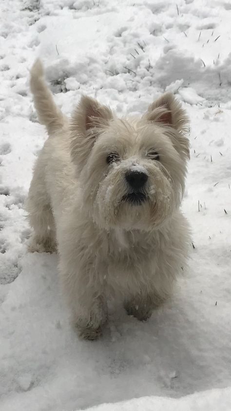 White Highland Terrier, West Highland White Terrier Aesthetic, West Terrier, Westie Puppies, Cutest Dog Ever, Westie Dogs, Cute Little Puppies, Silly Dogs, Pretty Animals