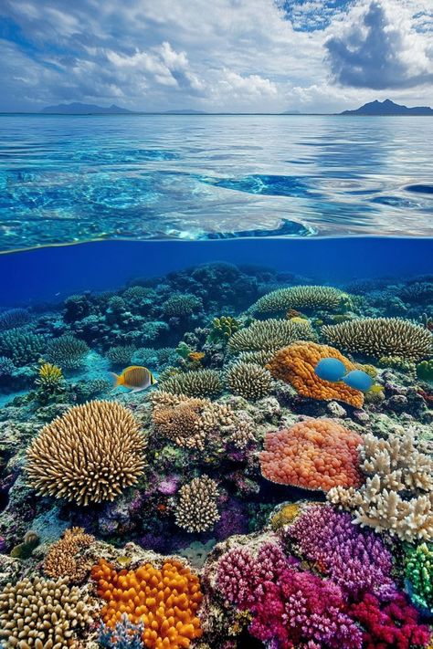 Dive into the Great Barrier Reef in Australia🌊 Summer is a great time to explore the Great Barrier Reef. Enjoy snorkeling and diving to see vibrant coral reefs and marine life. 🌿🐠 #GreatBarrierReef #SummerTravel #Australia #MarineLife Great Barrier Reef Australia Aesthetic, Ocean Sea Life, Coral Reef Photography Underwater, Australia Great Barrier Reef, Coral Reef Photography Ocean Life, Great Barrier Reef Aesthetic, Coral Reef Aesthetic, Marine Life Aesthetic, Colouring Animals