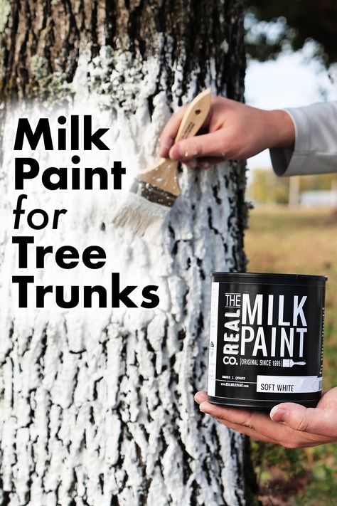 Winter Guardian, Real Milk Paint, Fruit Bearing Trees, Orchard Tree, Painting Trees, Paint Thinner, Latex Paint, Tree Trunks, Tree Care