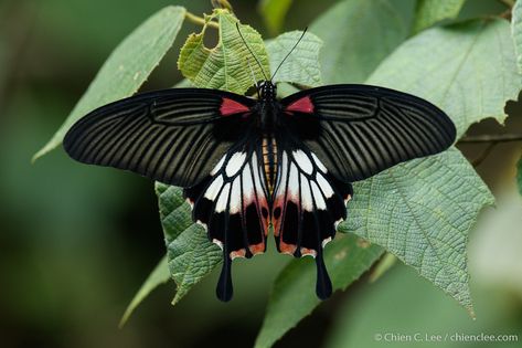 Great Mormon (Papilio memnon) ♀ | Great Mormon (Papilio memn… | Flickr Da Nang Vietnam, Kuching, Da Nang, Nature Reserve, Moth, Insects, Butterflies, Vietnam, Animals