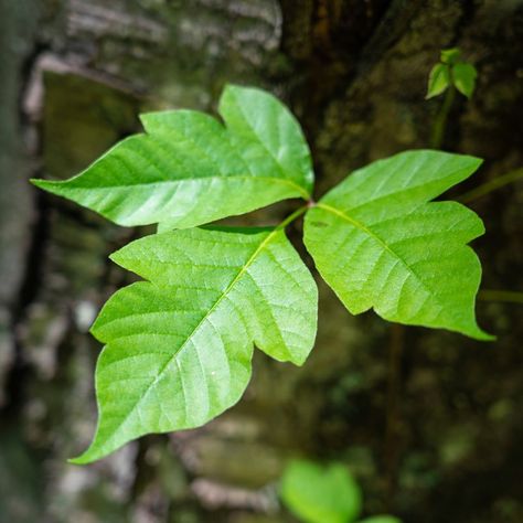 Poison Ivy Plant, Identify Poison Ivy, Poison Ivy Plants, Ivy Look, Ivy Plant, Poisonous Plants, Plant Problems, Poison Ivy, Look Alike