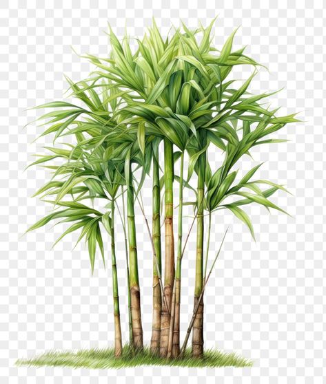 Bamboo Cartoon Drawing, Draw Bamboo Tree, Plant White Background, Cartoon Bamboo, Bamboo Clipart, Sugar Cane Plant, Bamboo Botanical Illustration, Money Case, Bamboo Plant