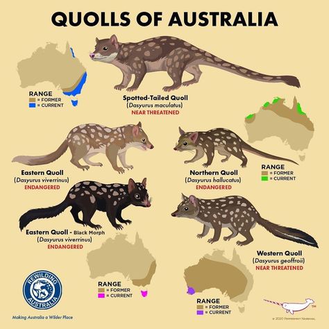 Peppermint Narwhal Creative on Instagram: “#RewildingAustralia #QuollsOfAustralia #Quoll #NorthernQuoll #TigerQuoll #SpottedTailQuoll #EasternQuoll #WesternQuoll #Endangered…” Pig Breeds, Bird Breeds, Animals Information, Animal Classification, Animal Conservation, Australia Animals, Australian Wildlife, Extinct Animals, Rare Animals