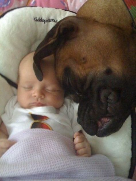 sleepy baby sleepy dog Boxer And Baby, Cute Boxers, Funny Boxer, Dog Meet, Boxer Love, Boxer Puppies, Mia 3, Love My Dog, Cute Animal Videos