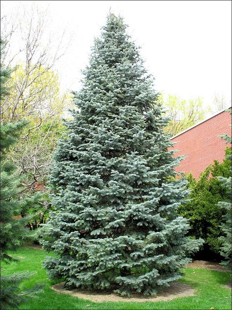 Abies concolor - white fir White Fir Tree Evergreen, Tree Facts, Coniferous Forest, White Fir, Live Christmas Trees, Silvery Blue, Tree Species, Conifer Trees, Fir Trees