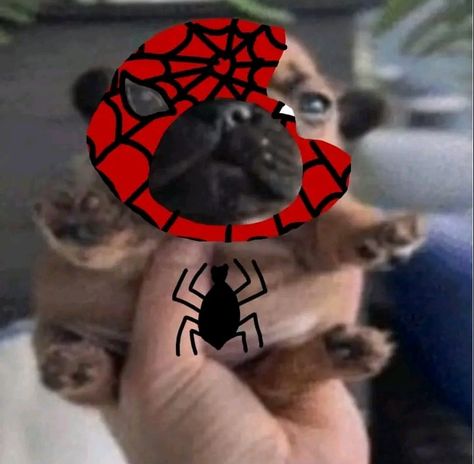 Dog Superhero, Spiderman