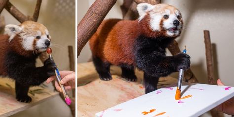 Red Panda Enrichment, Zoo Enrichment, Panda Day, Enrichment Projects, Panda Painting, Conservation Biology, Teeter Totter, Giant Pandas, Red Pandas