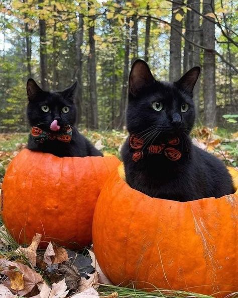 Cat Celebrating, Silly Cats Pictures, Cat Black, Funny Cute Cats, Cute Cats And Dogs, Silly Cats, Pretty Cats, Black Cats, Cute Little Animals