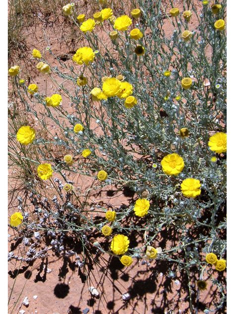 Baileya multiradiata (Desert marigold) | NPIN Desert Marigold, Lady Bird Johnson Wildflower Center, Paper Daisy, Seed Collection, University Of Texas At Austin, Lady Bird Johnson, Seed Bank, Plant Images, Invasive Species