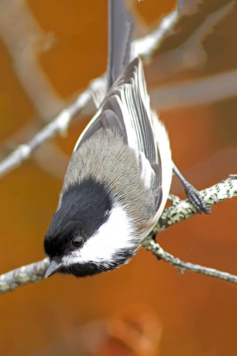 Chickadee Flying, Chickadee Photography, Birdhouse In Your Soul, Canadian Nature, Chickadee Bird, Song Birds, Black Capped Chickadee, Bird Paintings, Animal Anatomy