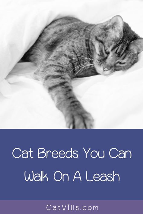 Are you looking for cat breeds you can walk on a leash? Some may be willing to be on a leash or to be trained to walk on one, while others may not. Here are some cat breeds that are more likely to at least let you try leash-training, based on their character traits and physical activity needs. Korat Cat, Turkish Van Cats, Savannah Kitten, Ocicat, Cat Leash, Cat Ideas, Savannah Cat, Leash Training, Character Traits