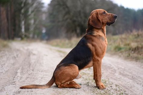 Bloodhound Photography, Bloodhound Dogs, Fit Dogs, Trail Dog, Dog Shots, Hound Breeds, Hound Dogs, Dog Anatomy, Purebred Dogs