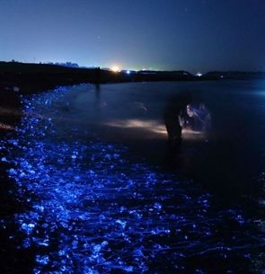 Japan beach illuminated by mysterious natural phenomenon Japan Beach, Sea Of Stars, Mysterious Places, Toyama, Visit Japan, Dream Holiday, Natural Phenomena, Travel Aesthetic, Japan Travel