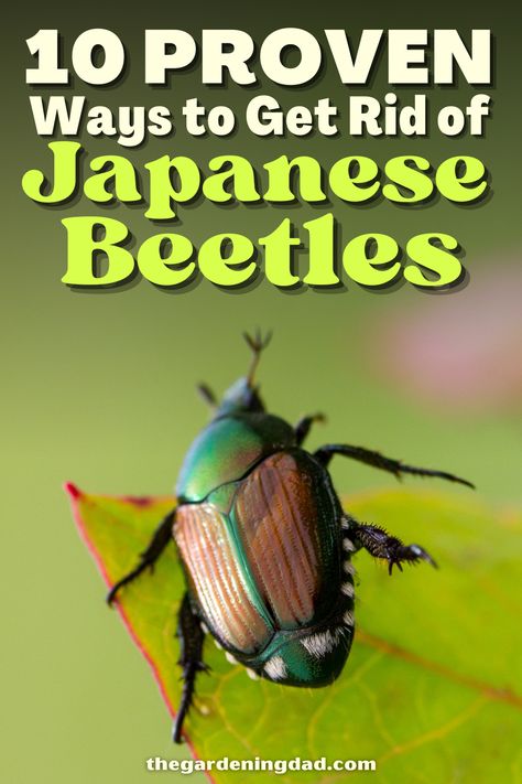 Are the Japanese Beetles annoying you and on all of your plants? This guide will show you how to get rid of them once and for all. #Thegardeningdad #beetles #plants Japanese Beetles Repellant, Killing Japanese Beetles, Asian Beetle, Garden Planing, Get Rid Of Aphids, Herbs Growing, Get Rid Of Flies, Raspberry Plants, Green Beetle