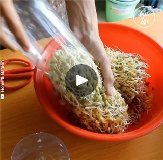 How to Grow and Cook Mung Bean Sprouts | Growing our own sprouts is a great way how to make our diet healthier
Credit YT: Home & Garden (youtube.com/channel/UCbxbwh7MV5YOJ2HMzAu2zDg) | By Taste LifeFacebook Bean Sprouts Growing, How To Make Sprouts, Sprouts Growing, Mung Bean, Bean Sprouts, How To Grow, Healthy Diet, Sprouts, To Grow