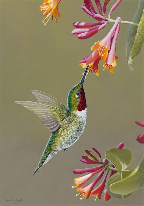 Male Ruby-Throated HummingBird on Honeysuckle, Bird Oil Painting by Camille Engel | by CamilleEngelArt Hummingbirds Photography, Hummingbird Pictures, Hummingbird Painting, Ruby Throated Hummingbird, Honeysuckle Flower, Hummingbird Art, Hummingbird Tattoo, Airbrush Art, Exotic Birds