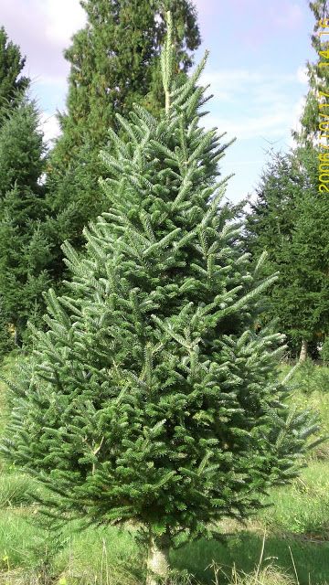 Real Xmas Trees, Norway Spruce Tree, Fraser Fir Christmas Tree, Best Artificial Christmas Trees, Realistic Artificial Christmas Trees, Fresh Cut Christmas Trees, Frasier Fir, Fake Christmas Trees, Live Christmas Trees