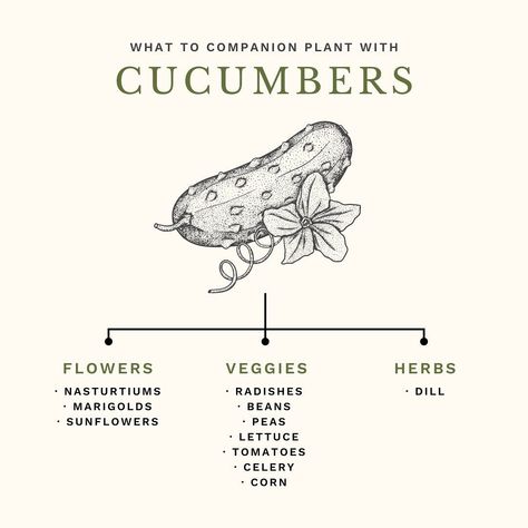 🌿 Companion Planting 101! One of the most common questions I get asked is what is companion planting, and what should I plant beside each other? Companion planting is really quite simple. It’s exactly what it’s name says – planting various types plants that are beneficial to one another together! One of the most commonly known companion planting combinations is tomatoes & basil, but there’s so much more that can be planted with tomatoes including chives, carrots and even marigolds! 🍅 In thi... Thyme Companion Plants, Carrot Companion Plants, Produce Garden, Tomato Companion Plants, Planting Combinations, Companion Planting Vegetables, Herb Life, Small Vegetable Gardens, Garden Inspo